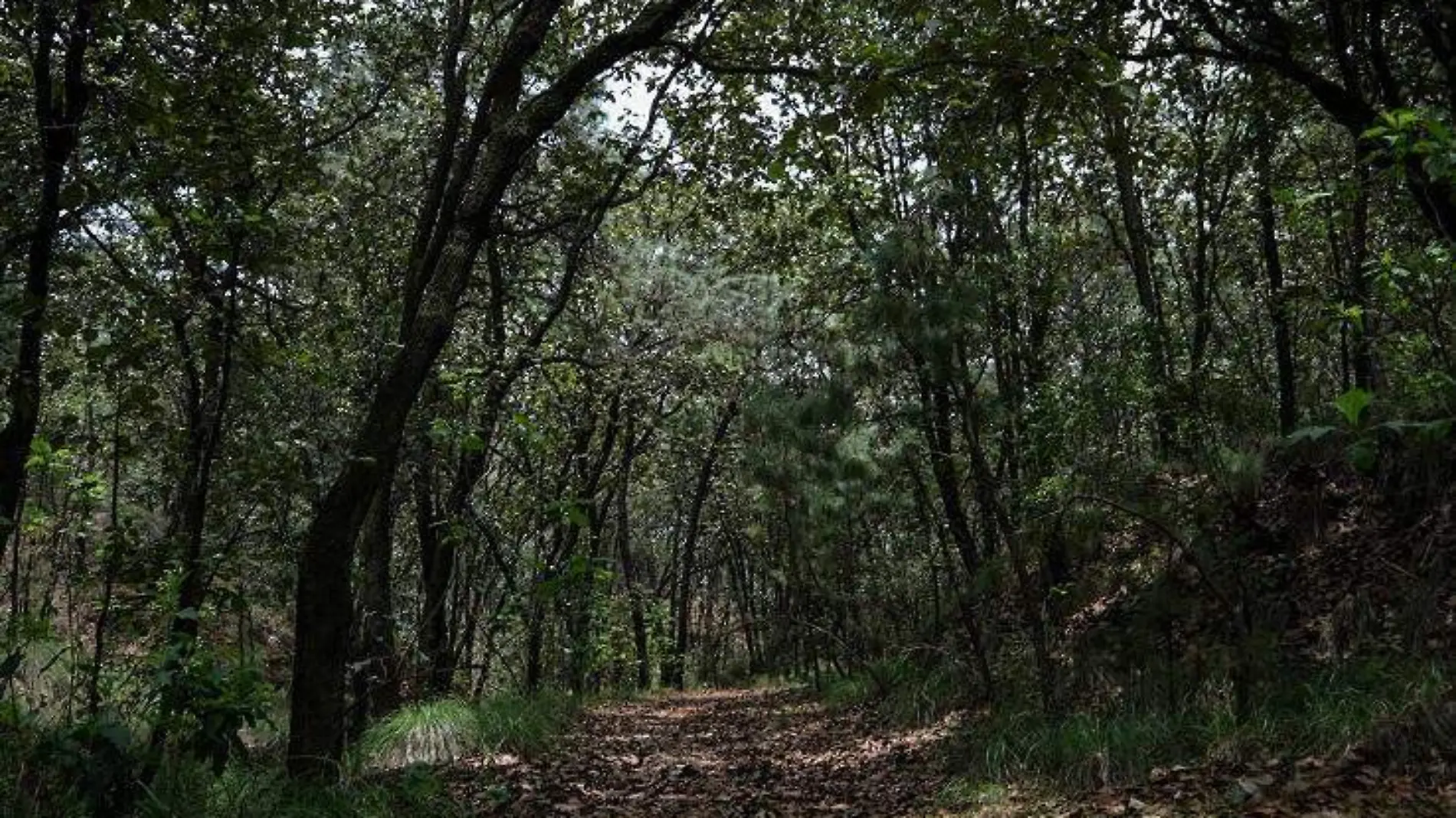 Bosque de la Primavera